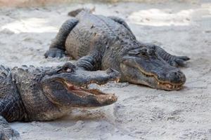 Florida Alligator in everglades close up portrait photo