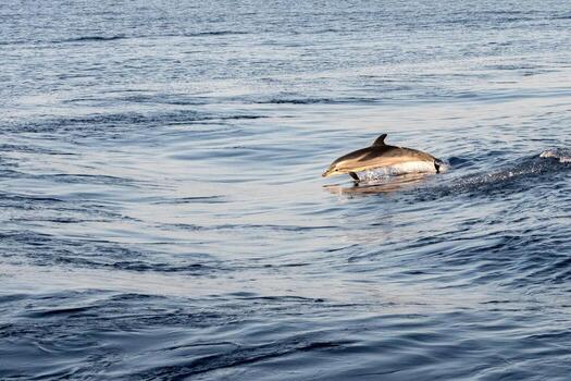 Move effect on Dolphin while jumping in the deep blue sea photo