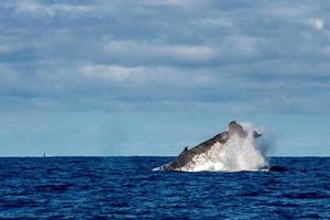 Humpback whale slapping tail in Moorea French Polynesia photo