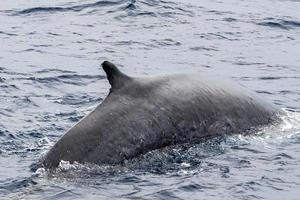 Fin whale in mediterranean sea photo