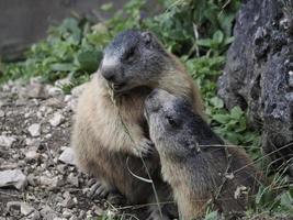 marmot groundhog outside nest portrait photo