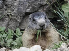 marmot groundhog outside nest portrait photo