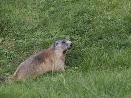 marmot groundhog outside nest portrait photo