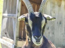 goat close up portrait looking at you photo