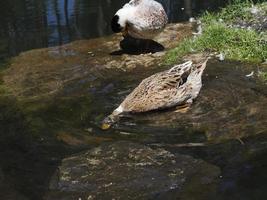 female wild duck portrait in the lake photo