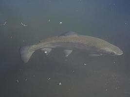 trout in a lake underwater photo