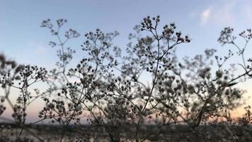 mild torr små blommor mot de bakgrund av de skön himmel och sjö video