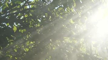 la fumée et les rayons du soleil s'empalent à travers les branches video