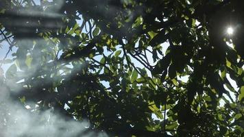 Sun rays shine with smoke through the tree video