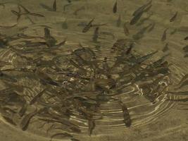 newborn fishes trout in a lake underwater photo