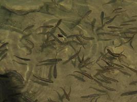 newborn fishes trout in a lake underwater photo