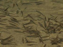 newborn fishes trout in a lake underwater photo