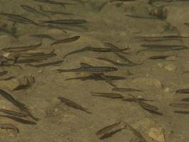 newborn fishes trout in a lake underwater photo