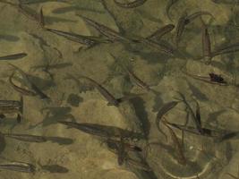 newborn fishes trout in a lake underwater photo