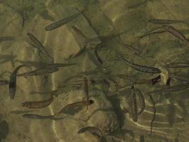 newborn fishes trout in a lake underwater photo
