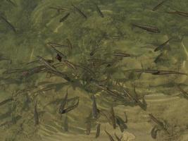 newborn fishes trout in a lake underwater photo