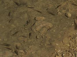 newborn fishes trout in a lake underwater photo