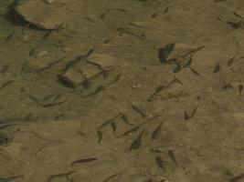 newborn fishes trout in a lake underwater photo