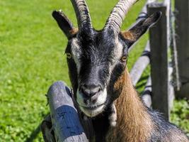 goat close up portrait looking at you photo