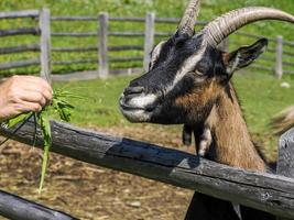 hand feeding a goat with grass photo
