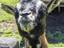 goat close up portrait looking at you photo