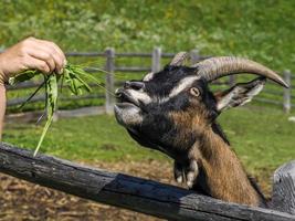 hand feeding a goat with grass photo