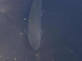 trout in a lake underwater photo