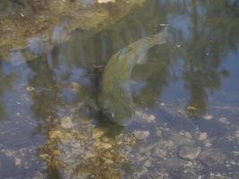 trout in a lake underwater photo