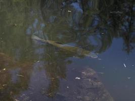 trout in a lake underwater photo