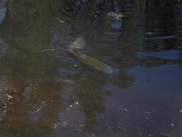 trout in a lake underwater photo