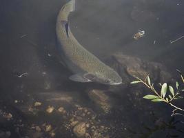 trout in a lake underwater photo