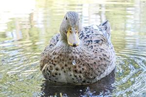 female wild duck portrait in the lake photo