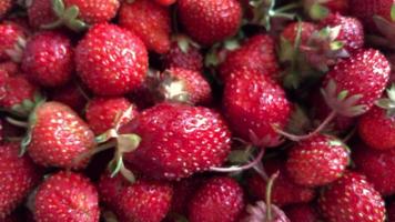 berries ripe tasty Strawberry close up video