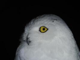 retrato de búho de nieve aislado en negro foto