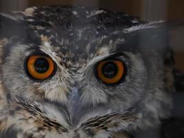 owl portait close up portrait photo