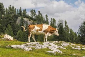 retrato de vaca de cerca mirándote en dolomitas foto