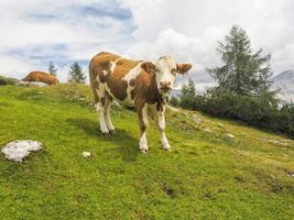 retrato de vaca de cerca mirándote en dolomitas foto