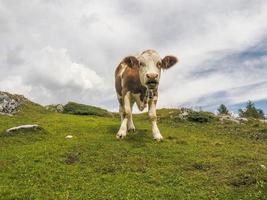 retrato de vaca de cerca mirándote en dolomitas foto