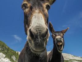 funny close up donkey portrait photo