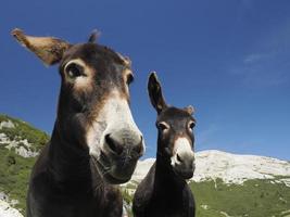 funny close up donkey portrait photo