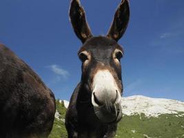 funny close up donkey portrait photo