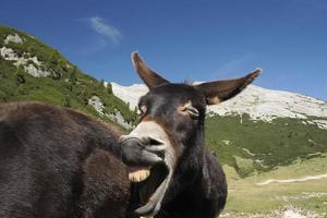 funny close up donkey portrait photo