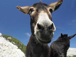 funny close up donkey portrait photo
