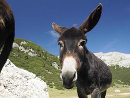 funny close up donkey portrait photo