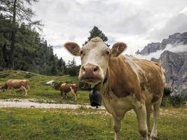 retrato de vaca de cerca mirándote en dolomitas foto