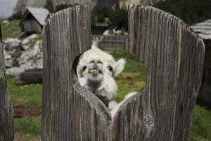 adorable retrato esponjoso de alpaca mirándote foto