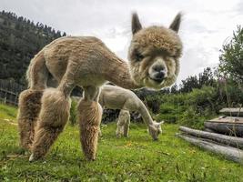 adorable retrato esponjoso de alpaca mirándote foto