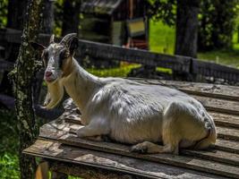 goat close up portrait looking at you photo