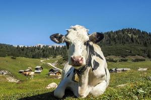 retrato de vaca de cerca mirándote en dolomitas foto