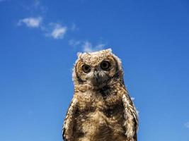 owl on blue sky background close up portrait in a training falconry camp photo